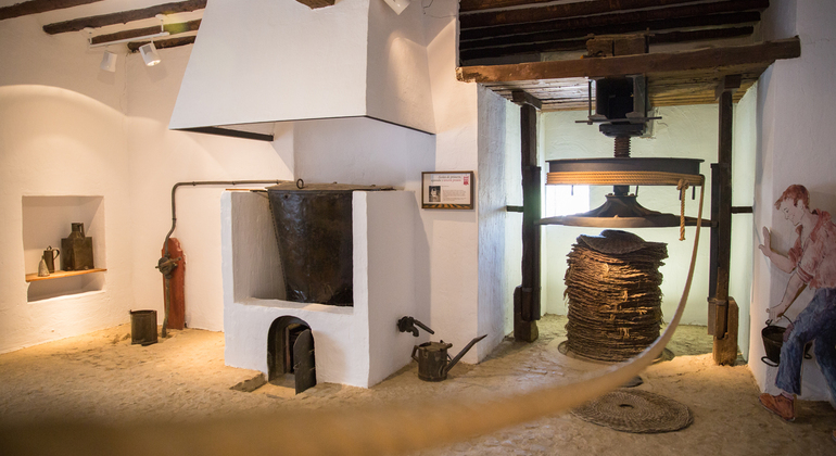 Olive Tree Museum Tour and Olive Oil Tasting in Baeza