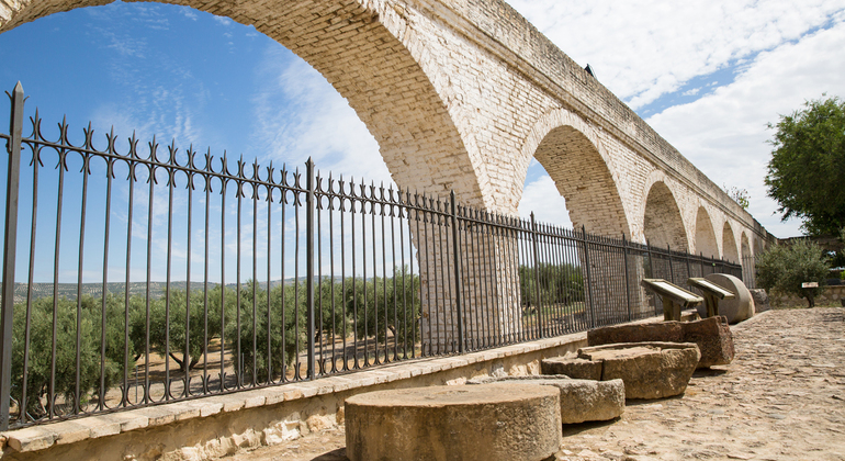 Olive Tree Museum Tour and Olive Oil Tasting in Baeza