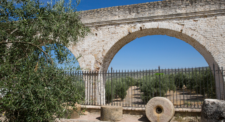 Olive Tree Museum Tour and Olive Oil Tasting in Baeza