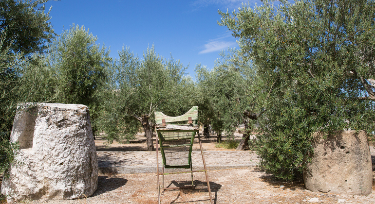 Olive Tree Museum Tour and Olive Oil Tasting in Baeza