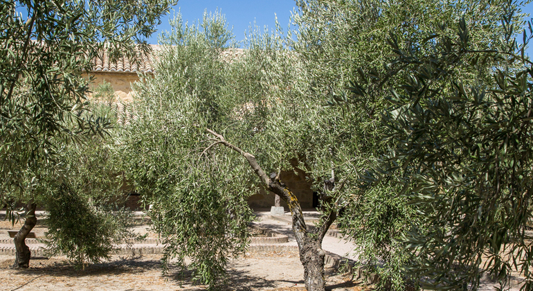 Olive Tree Museum Tour and Olive Oil Tasting in Baeza