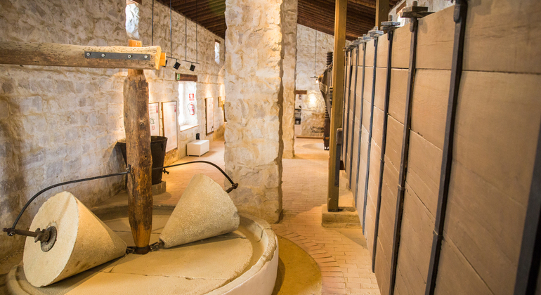 Olive Tree Museum Tour and Olive Oil Tasting in Baeza