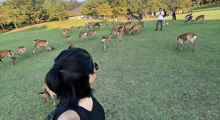 Erleben Sie Kyoto und Nara: Wo Tradition auf Wunder trifft