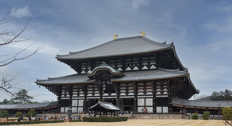 Explore los templos y tesoros ocultos de Nara