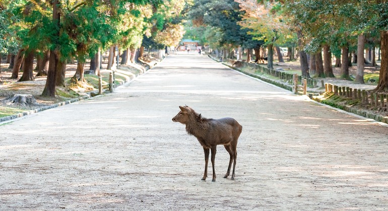 Explore los templos y tesoros ocultos de Nara