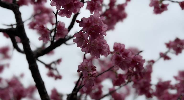 Okinawa Strand, Natur & Essen Tour