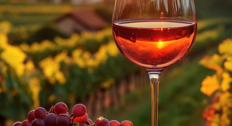 Albanian Wine Tasting Experience
