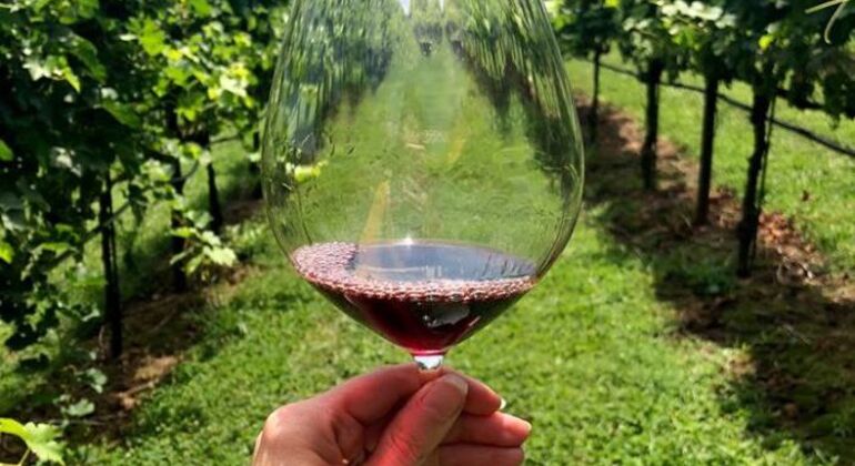 Albanian Wine Tasting Experience