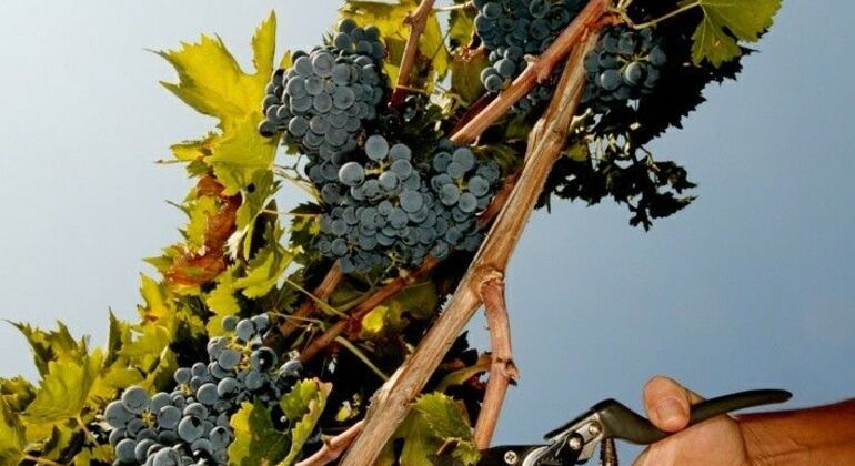 Albanian Wine Tasting Experience
