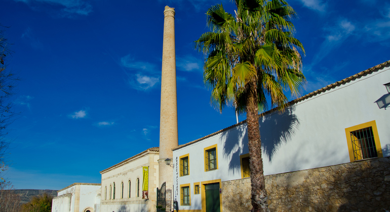 Olive Tree Route: Museum and Olive Oil Tasting Workshop