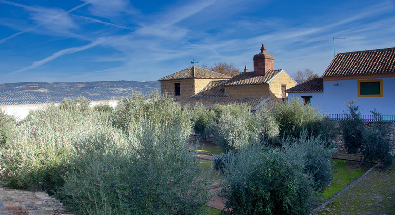 Olive Tree Route: Museum and Olive Oil Tasting Workshop