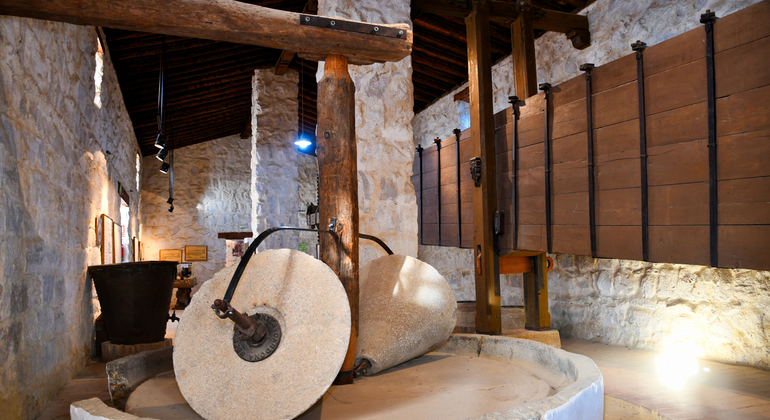 Olive Tree Route: Museum and Olive Oil Tasting Workshop