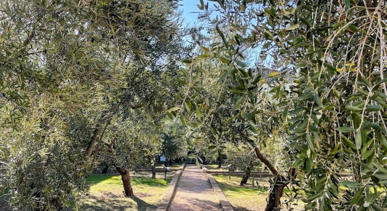 Olive Tree Route: Museum and Olive Oil Tasting Workshop