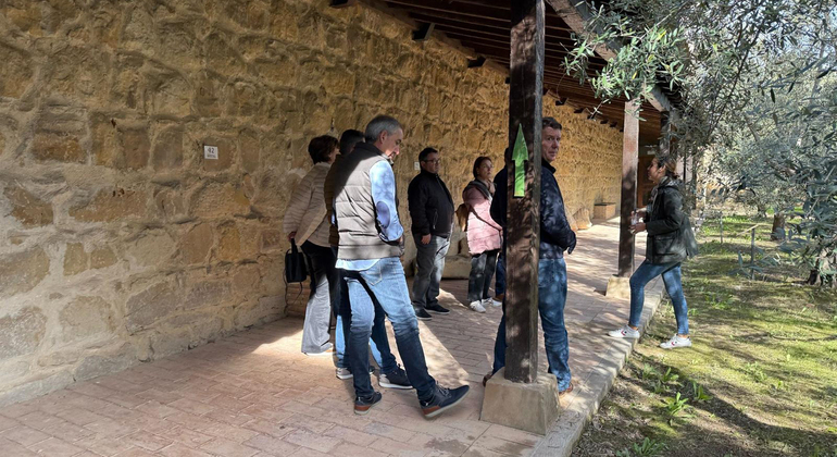 Olive Tree Route: Museum and Olive Oil Tasting Workshop