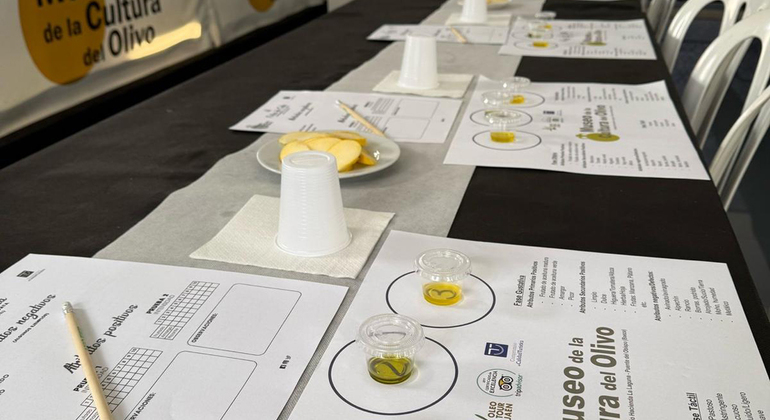 Olive Tree Route: Museum and Olive Oil Tasting Workshop