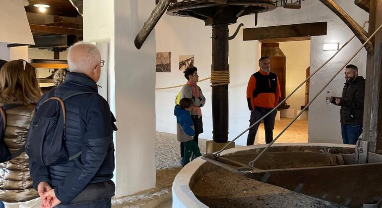 Olive Tree Route: Museum and Olive Oil Tasting Workshop