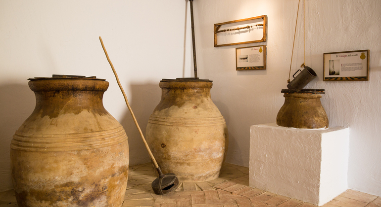Olive Tree Route: Museum and Olive Oil Tasting Workshop