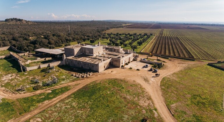 Taranto History & Wine Tasting Tour from Lecce