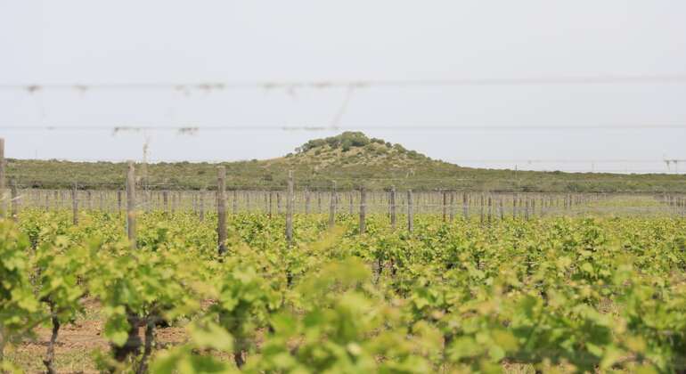 Taranto History & Wine Tasting Tour from Lecce