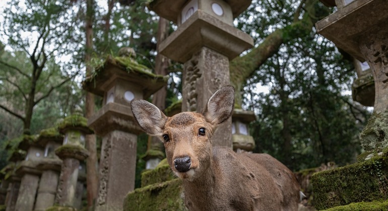 Descubrimiento Cultural de Nara: Encuentros con Ciervos y Lugares Espirituales