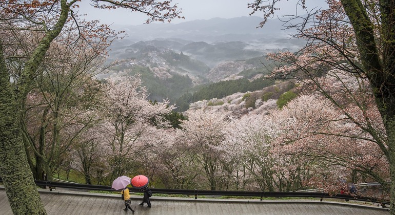Descubrimiento Cultural de Nara: Encuentros con Ciervos y Lugares Espirituales