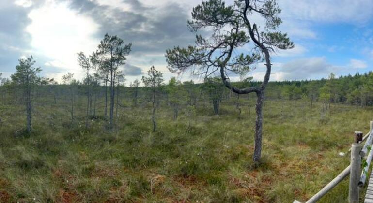 Viaje por carretera en busca de naturaleza y vida salvaje en Riga