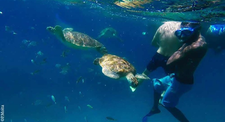 Schnorcheln mit Schildkröten auf Sao Pedro in São Vicente
