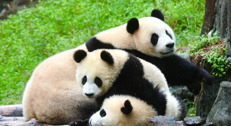 Descubra los pandas y la civilización Sanxingdui