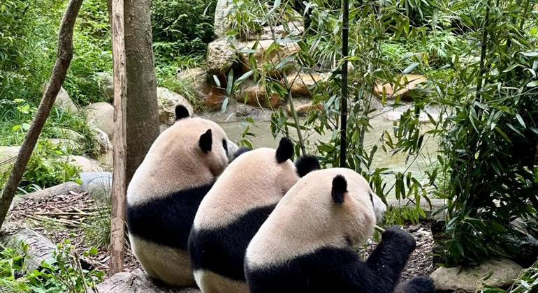 Excursión de un día en grupo al Parque del Panda de Chengdu y Buda de Leshan