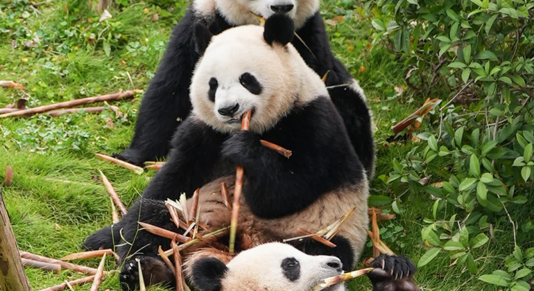 Excursión de un día en grupo al Parque del Panda de Chengdu y Buda de Leshan