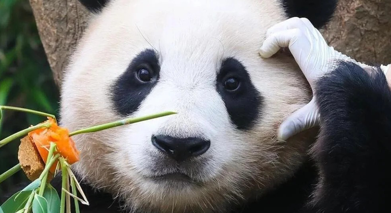Excursión de un día en grupo al Parque del Panda de Chengdu y Buda de Leshan
