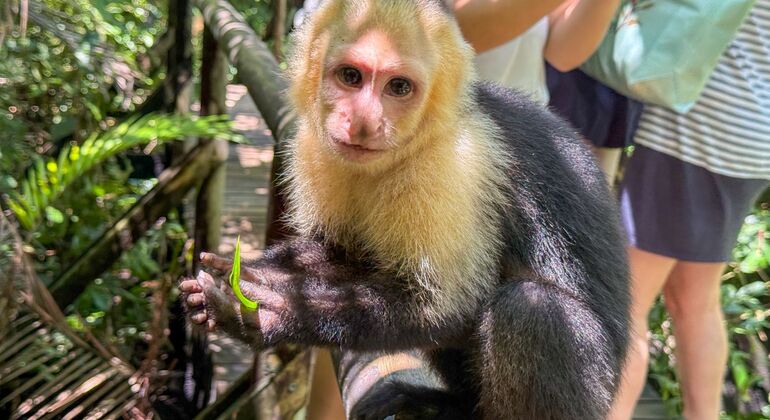Entdecken Sie Manuel Antonio bei einer Tour zu Fuß