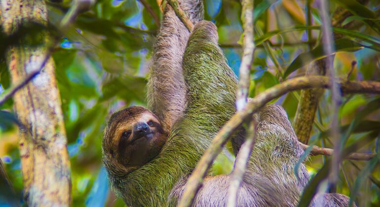 Entdecken Sie Manuel Antonio bei einer Tour zu Fuß