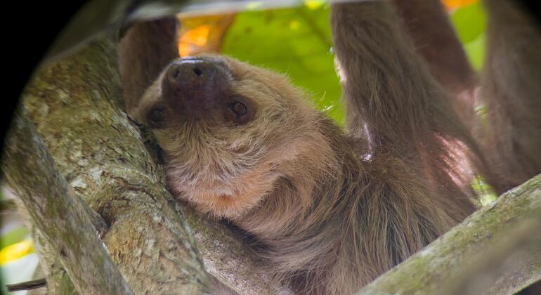 Entdecken Sie Manuel Antonio bei einer Tour zu Fuß