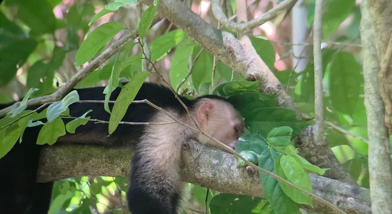 Entdecken Sie Manuel Antonio bei einer Tour zu Fuß