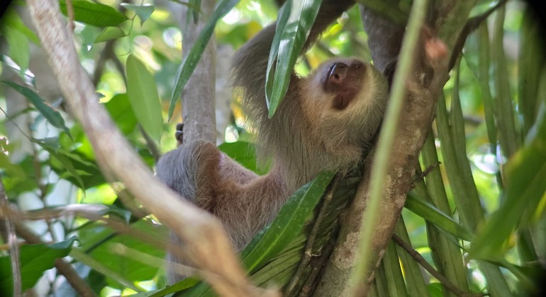 Entdecken Sie Manuel Antonio bei einer Tour zu Fuß