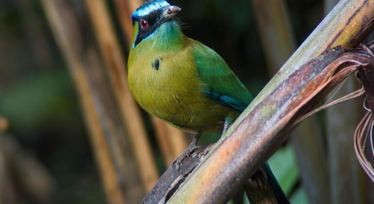 Entdecken Sie Manuel Antonio bei einer Tour zu Fuß