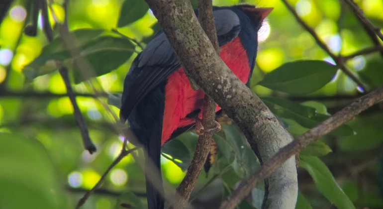 Entdecken Sie Manuel Antonio bei einer Tour zu Fuß