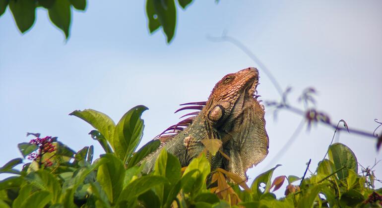 Entdecken Sie Manuel Antonio bei einer Tour zu Fuß