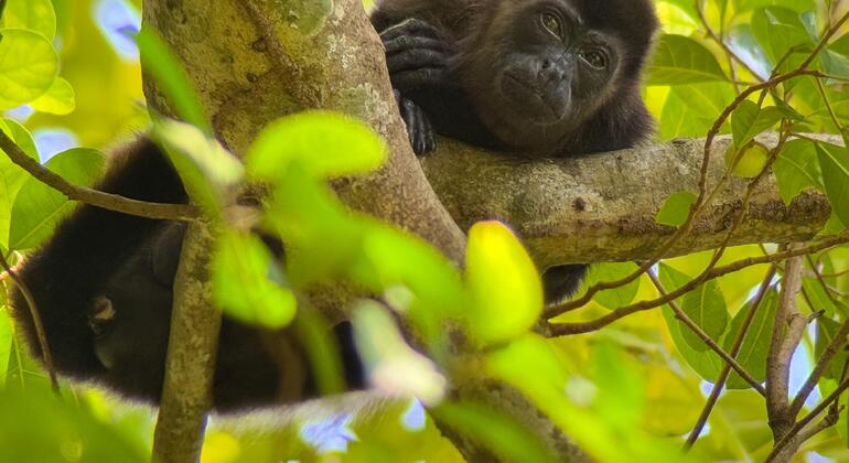Entdecken Sie Manuel Antonio bei einer Tour zu Fuß
