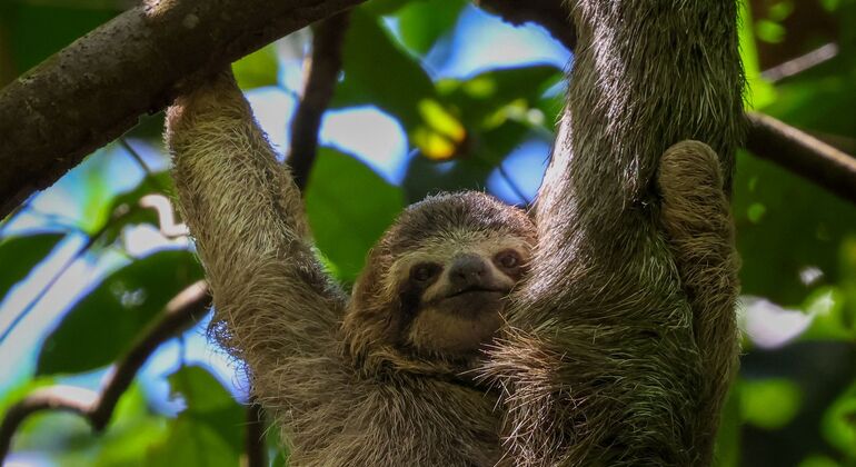 Entdecken Sie Manuel Antonio bei einer Tour zu Fuß