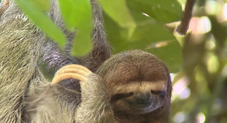 Entdecken Sie Manuel Antonio bei einer Tour zu Fuß