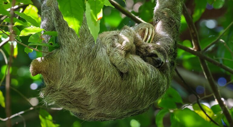 Entdecken Sie Manuel Antonio bei einer Tour zu Fuß