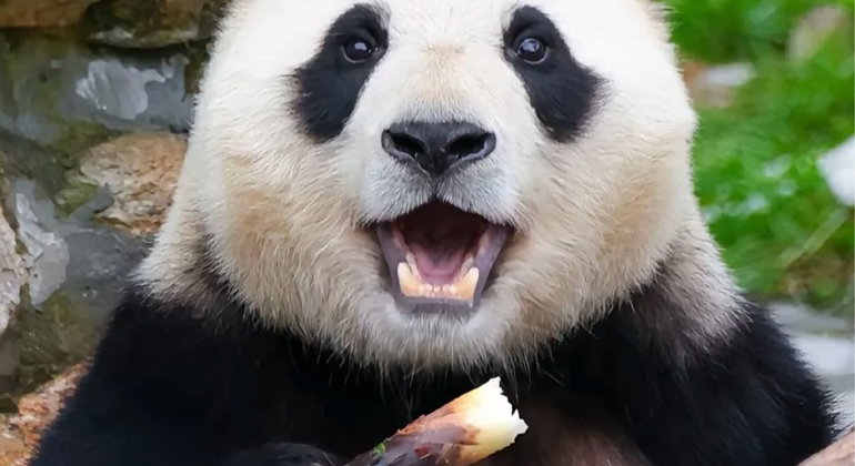 Visita de medio día a la base del panda de Chengdu