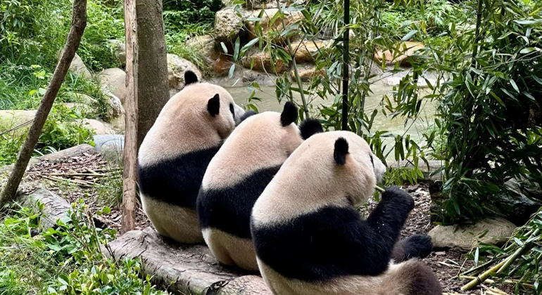 Visita de medio día a la base del panda de Chengdu