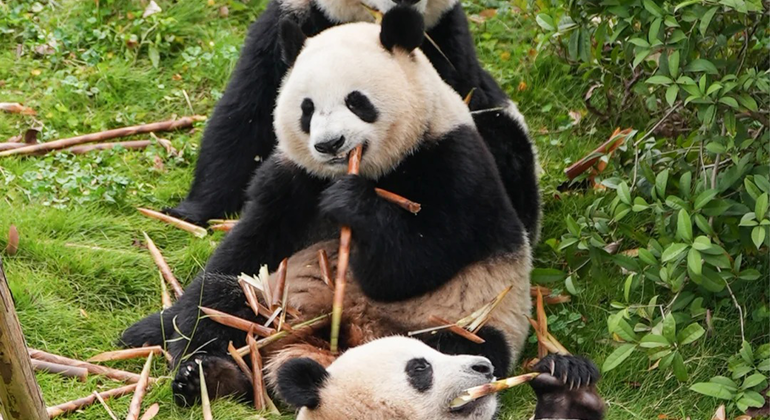 Visita de medio día a la base del panda de Chengdu