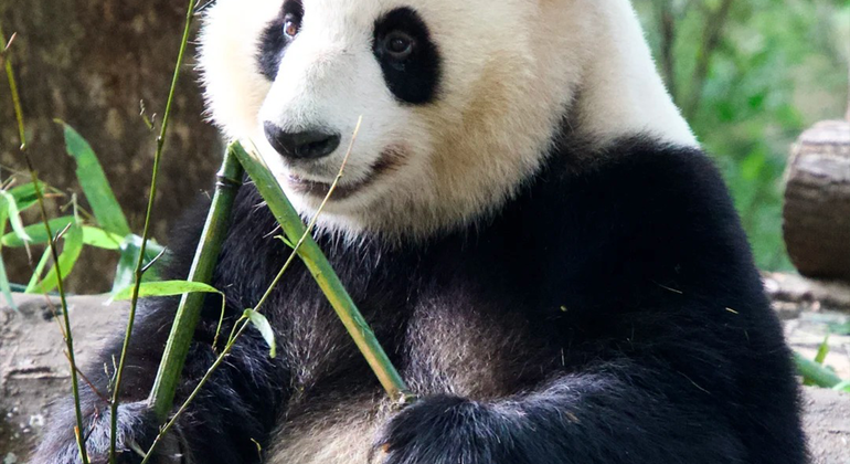 Visita de medio día a la base del panda de Chengdu
