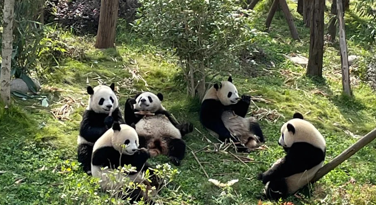 Visita de medio día a la base del panda de Chengdu