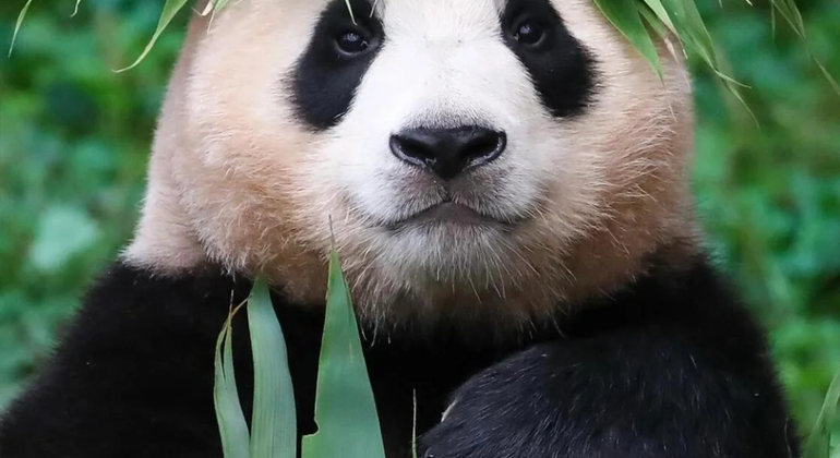 Visita de medio día a la base del panda de Chengdu
