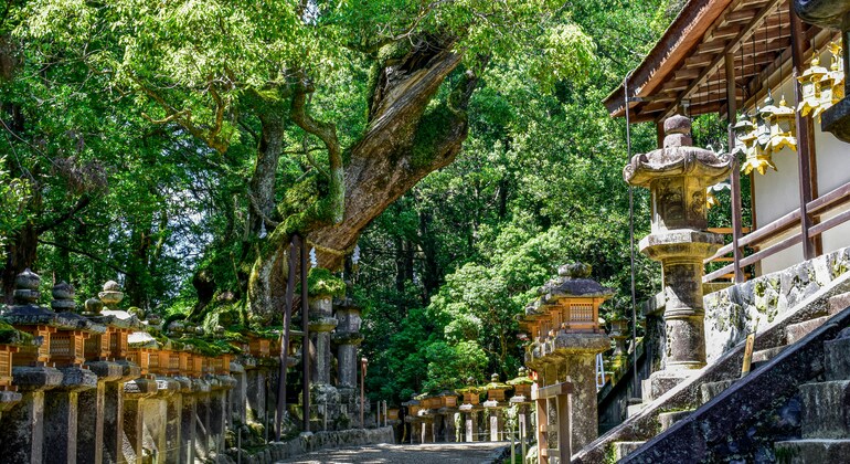 Descubra la historia de Nara y la vitalidad de Osaka